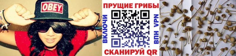 Псилоцибиновые грибы прущие грибы  Шуя 